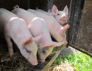 Надлишок заліза у свиней акумулюється у печінці
